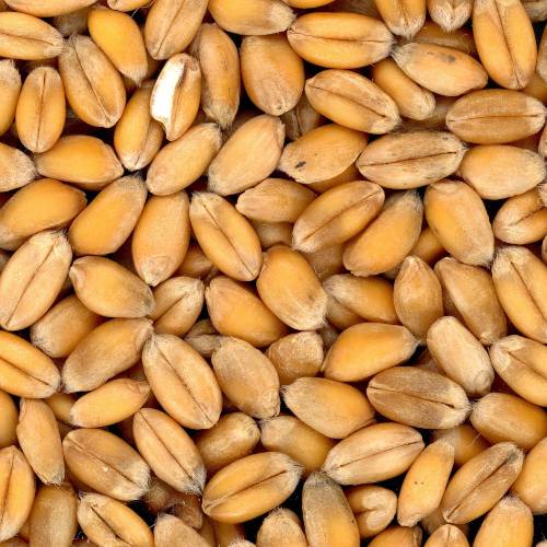 Conoce a los antinutrientes y su incomprendida función en la nutrición | vidalia Antinutrientes: qué son y cómo reducir su efecto